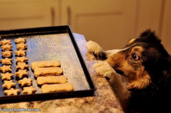 Dog Wants Those Cookies