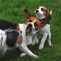 Dog Wars