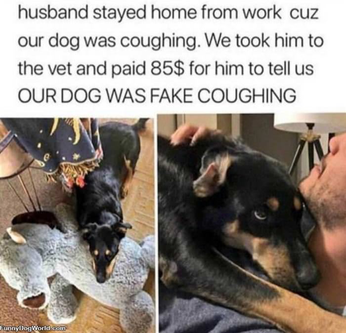 Dog Was Fake Coughing