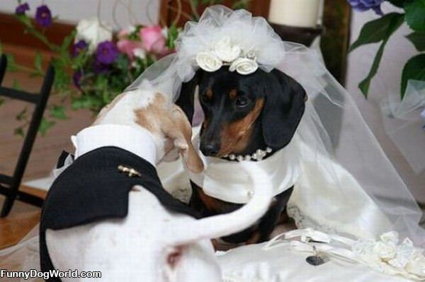 Dog Wedding