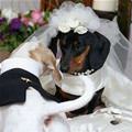 Dog Wedding