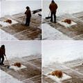 Dog Wont Move