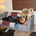 Dog World