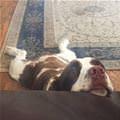 Dogg Is Tired