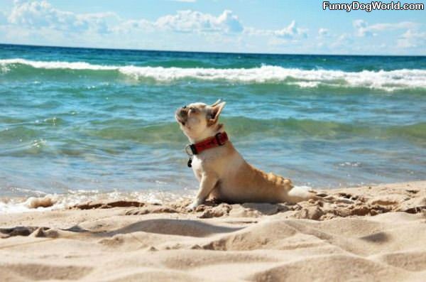 Doggie Beach Yoga