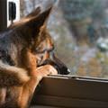 Doggie Daydreams