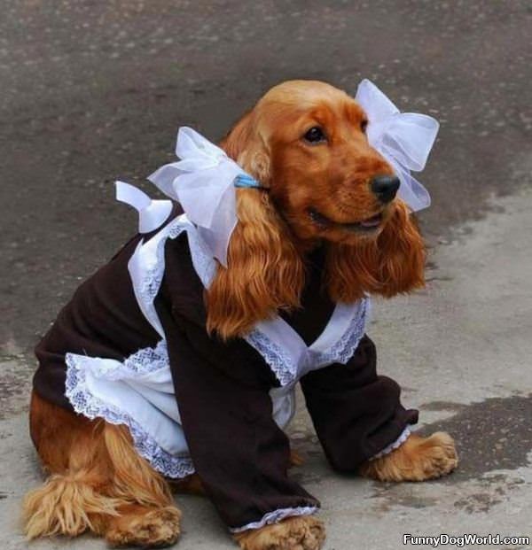 Doggie Maid