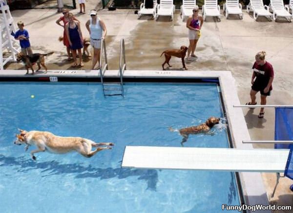 Doggie Pool