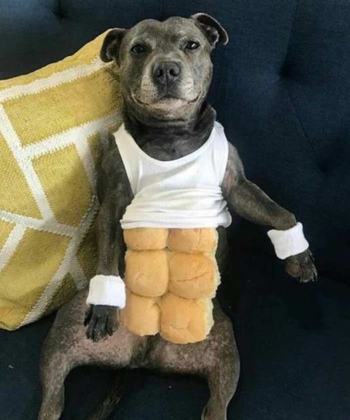 Doggo Has A 6 Pack