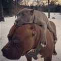 Doggy Back
