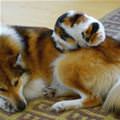 Doggy Bed