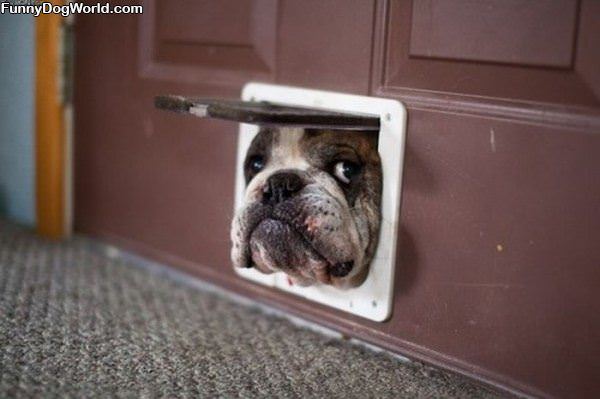 Doggy Door Face