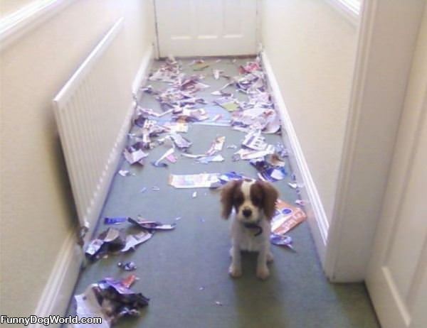 Doggy Made A Mess