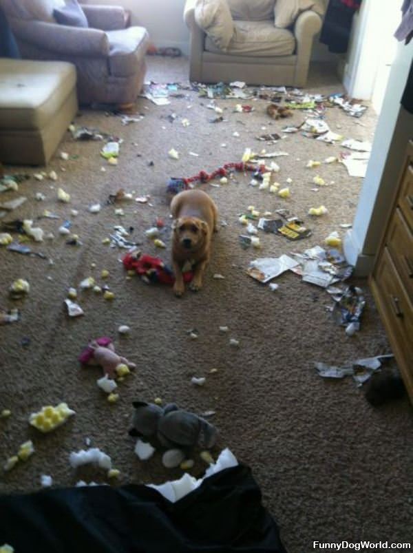Doggy Made A Mess Again