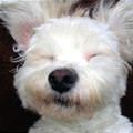 Doggy Nap