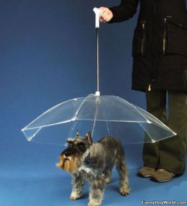 Doggy Umbrella