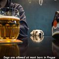 Dogs At The Bars