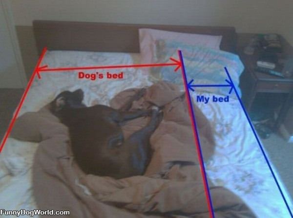 Dogs Bed