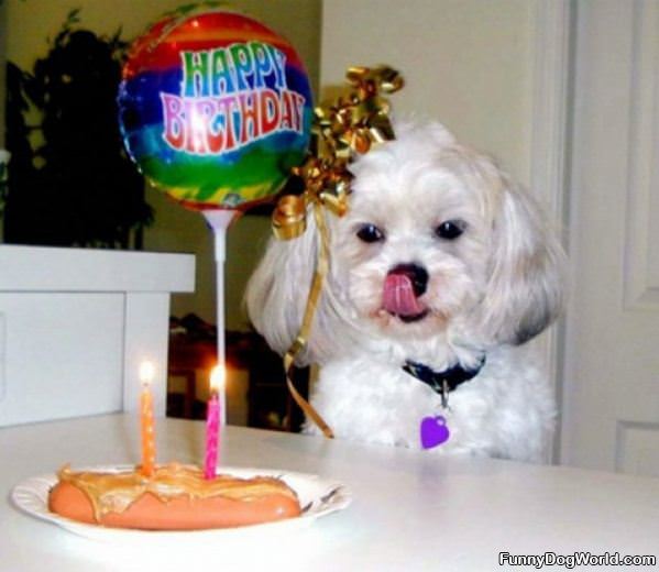 Dogs Birthday Cake