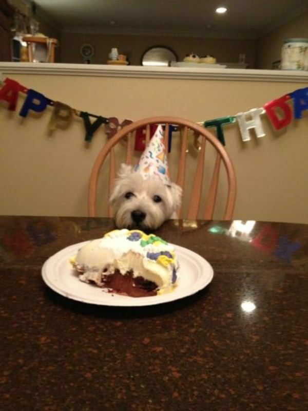Dogs Birthday Party