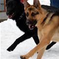 funny dog 2
