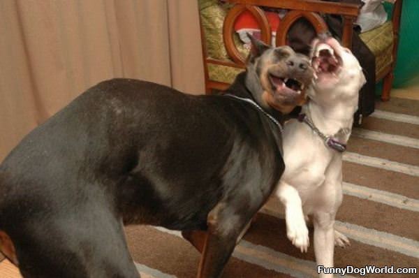 Dogs Laughing Together