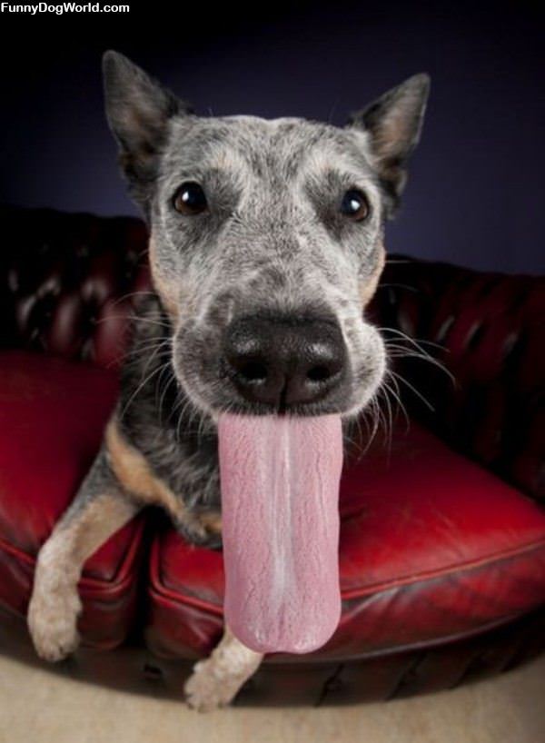 Dogs Long Tongue