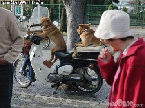 Dogs On A Bike