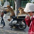 funny dog 1