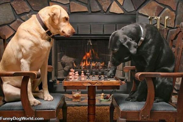 Dogs Playing Chess