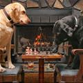 Dogs Playing Chess