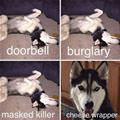 funny dog 2