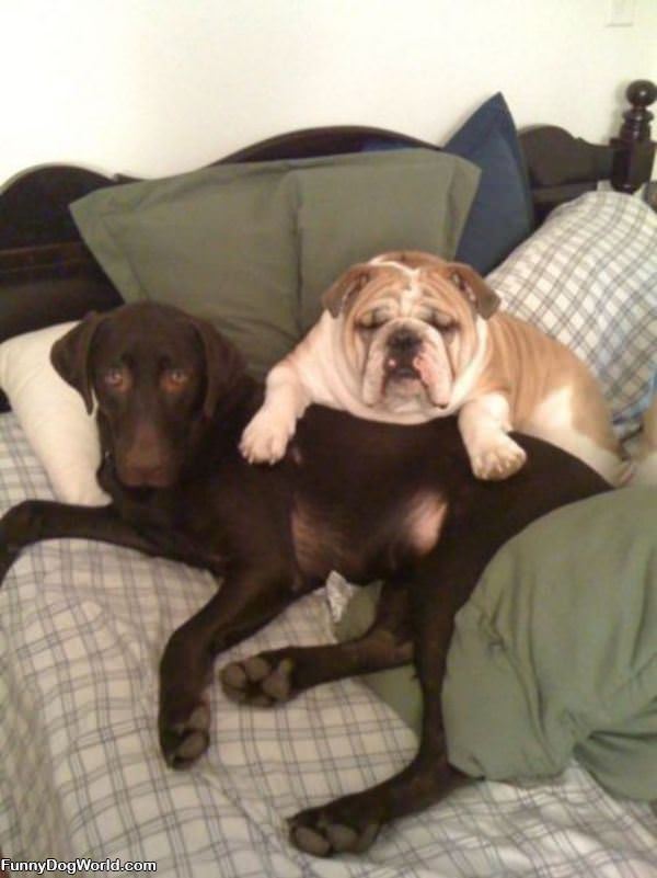 Dogs Relaxing