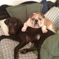 funny dog 5