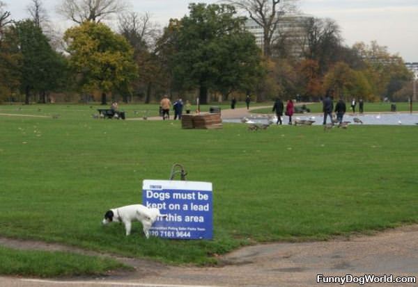 Dogs Sign