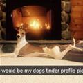 Dogs Tinder Profile