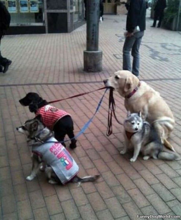 Dogs Walking Dogs