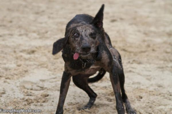 Dogs Weird Shaking Face