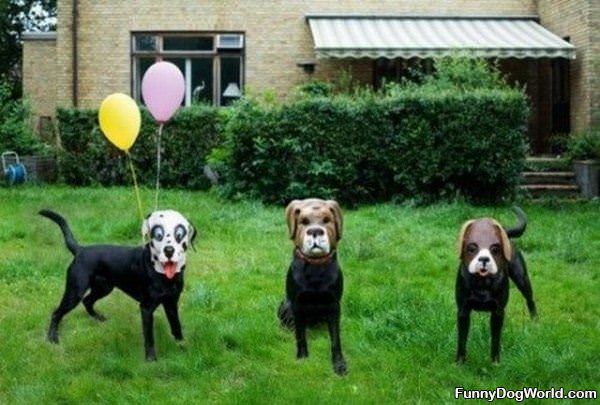 Dogs With Masks