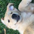 funny dog 2