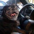 funny dog 4
