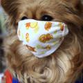funny dog 1
