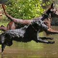 funny dog 3