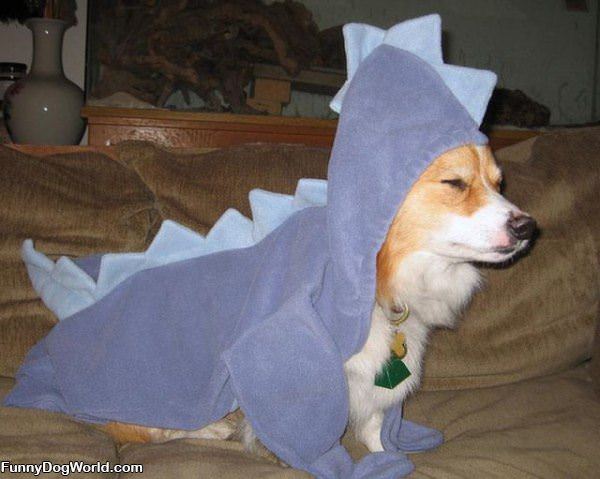 Dragon Corgi