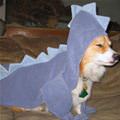 Dragon Corgi