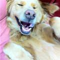 Drama Laughing