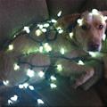 funny dog 1