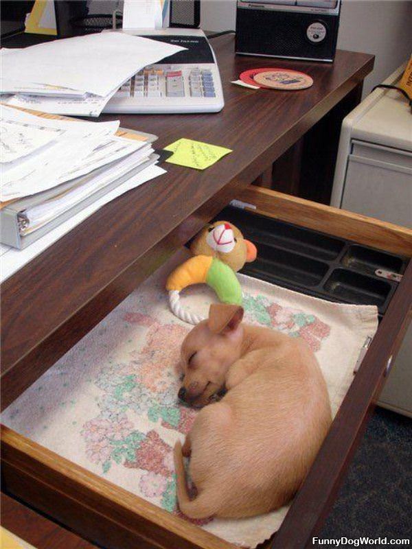 Drawer Dog