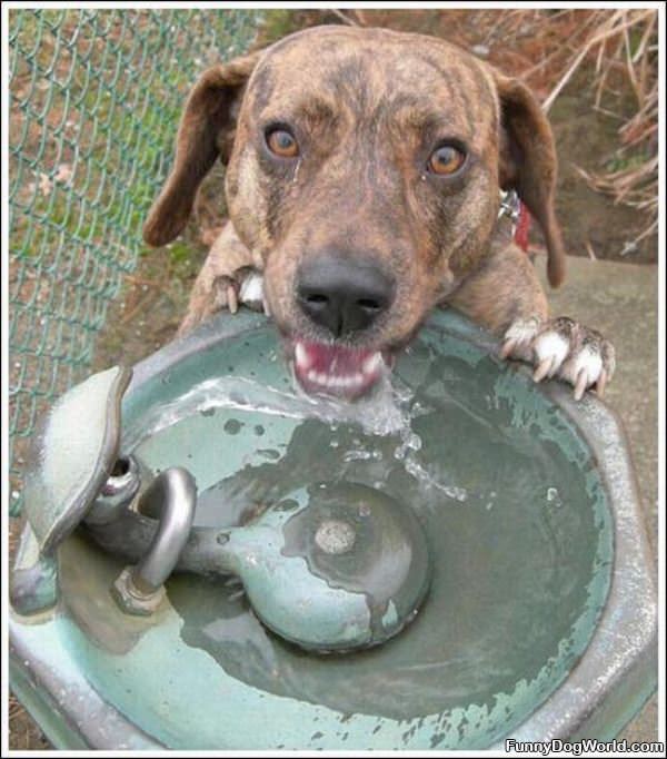 Drinking Fountain