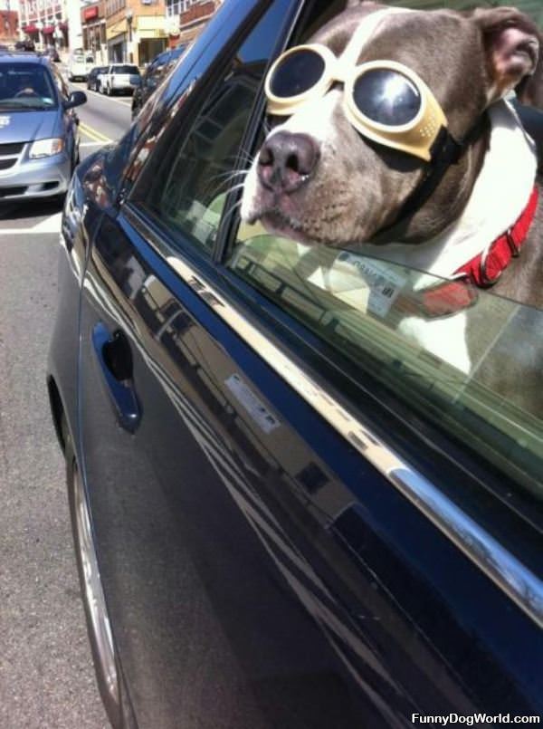 Driving Glasses